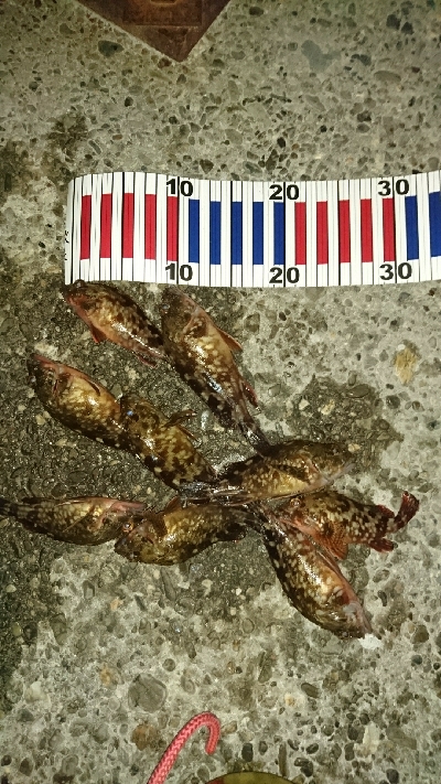 ミニガシラの親何処に居るん?