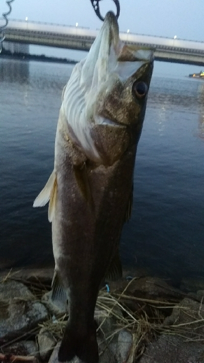 朝マヅメにて。