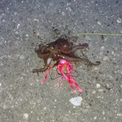 今年のタコはいつまでもたっても新子サイズしかつれてません❗何で？