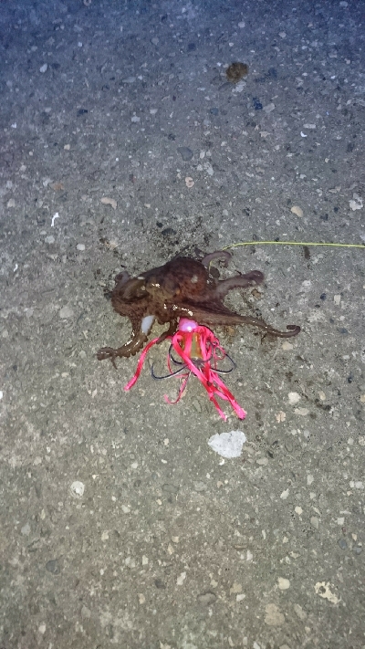 今年のタコはいつまでもたっても新子サイズし…