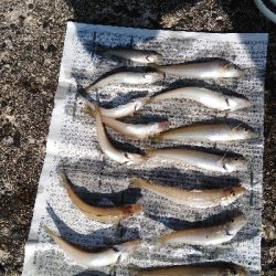 キスが釣れました