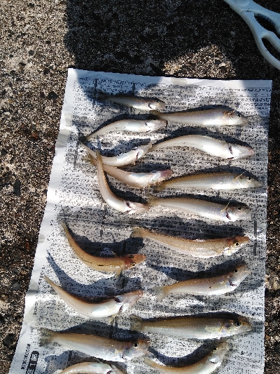 キスが釣れました