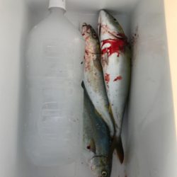 ツバス！タモの出番が無かった