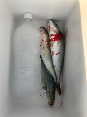 ツバス！タモの出番が無かった