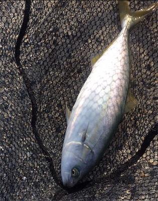 暑すぎる〜☀️…