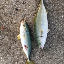 爆釣！爆釣！楽しい！楽しい！