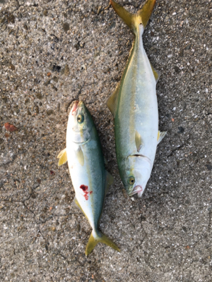 爆釣！爆釣！楽しい！楽しい！