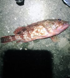 ロックフィッシュ