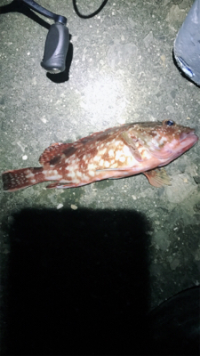 ロックフィッシュ