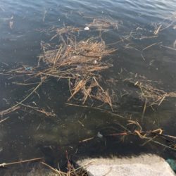 蚊とゴミとの闘い。