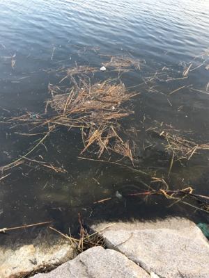 蚊とゴミとの闘い。