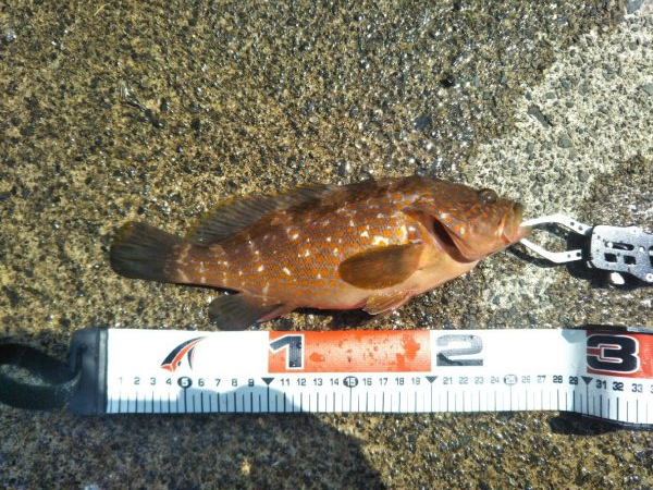 ロックフェスティバル