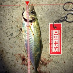 久しぶりのアジ