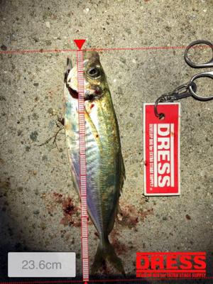 久しぶりのアジ