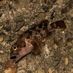 テキサスリグでボトム攻め