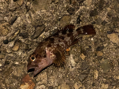 テキサスリグでボトム攻め