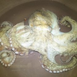 今年はまだ渋〜いタコ！