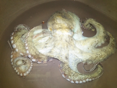 今年はまだ渋〜いタコ！