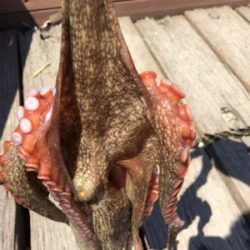 タコってきました