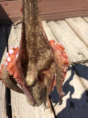 タコってきました