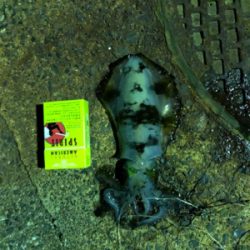 春イカ初でーす