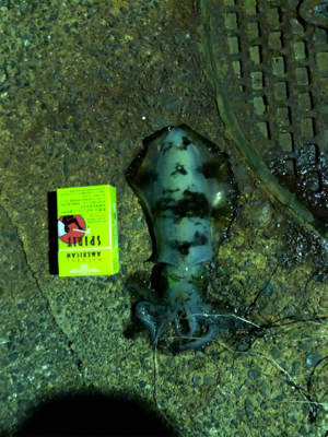 春イカ初でーす