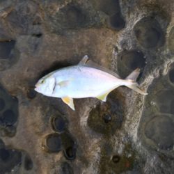 トップの合間に