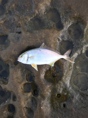 トップの合間に