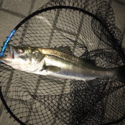 久々シーバス〜ライトロックフィッシュ