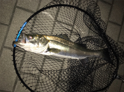 久々シーバス〜ライトロックフィッシュ