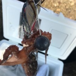 タコも、、調子上がらず、、、