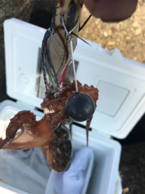 タコも、、調子上がらず、、、