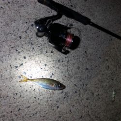 ナイトアジング