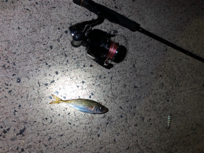 ナイトアジング