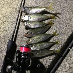 久しぶりのアジング