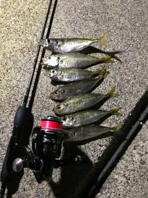 久しぶりのアジング