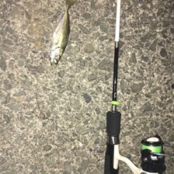 ナイトアジング