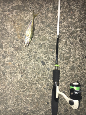 ナイトアジング