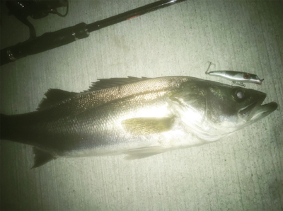 いつものドブ川でベイトつきシーバス！