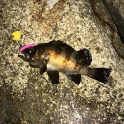 まだだ まだ終わらんよメバリング