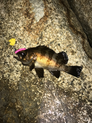 まだだ まだ終わらんよメバリング