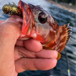 ロックフィッシュ♪