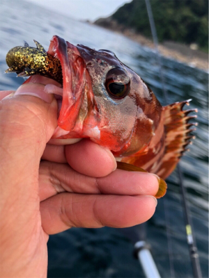 ロックフィッシュ♪