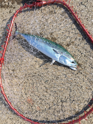 ジグでソウダガツオ！