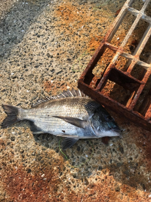 暑さに負けた！