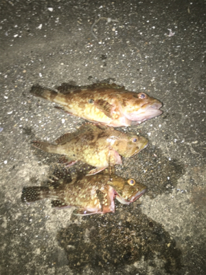 親父たちの釣行 第5弾 舞鶴編