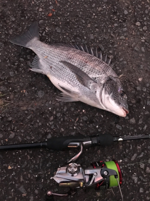 キャスティング前打ちでクロダイ