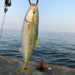 とりあえず青物釣れて良かった