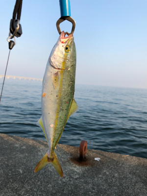 とりあえず青物釣れて良かった