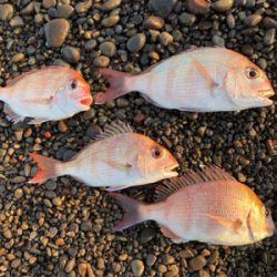 炎天下の下で鯛最高♪♪♪